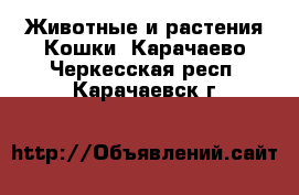 Животные и растения Кошки. Карачаево-Черкесская респ.,Карачаевск г.